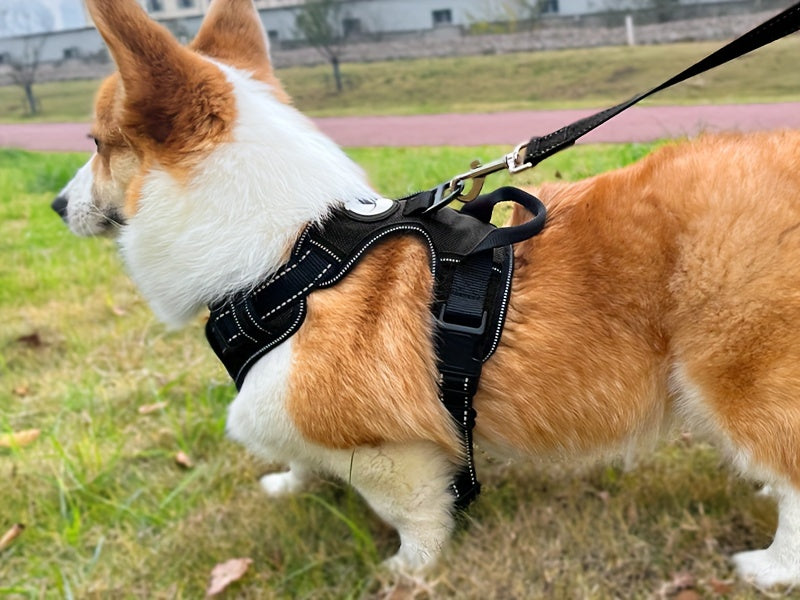 No Pull Dog Harness and Leash Set Adjustable Reflective Oxford Vest 5-Foot Padded Handle Rope Medium Large Dogs Quick-Release Buckles Sizes S M L XL 5 Colors Black Purple Blue Red