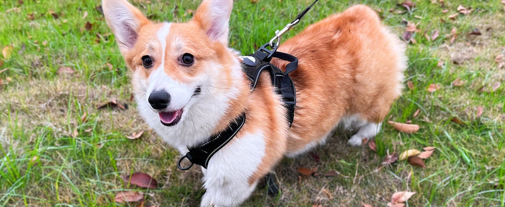 No Pull Dog Harness and Leash Set Adjustable Reflective Oxford Vest 5-Foot Padded Handle Rope Medium Large Dogs Quick-Release Buckles Sizes S M L XL 5 Colors Black Purple Blue Red