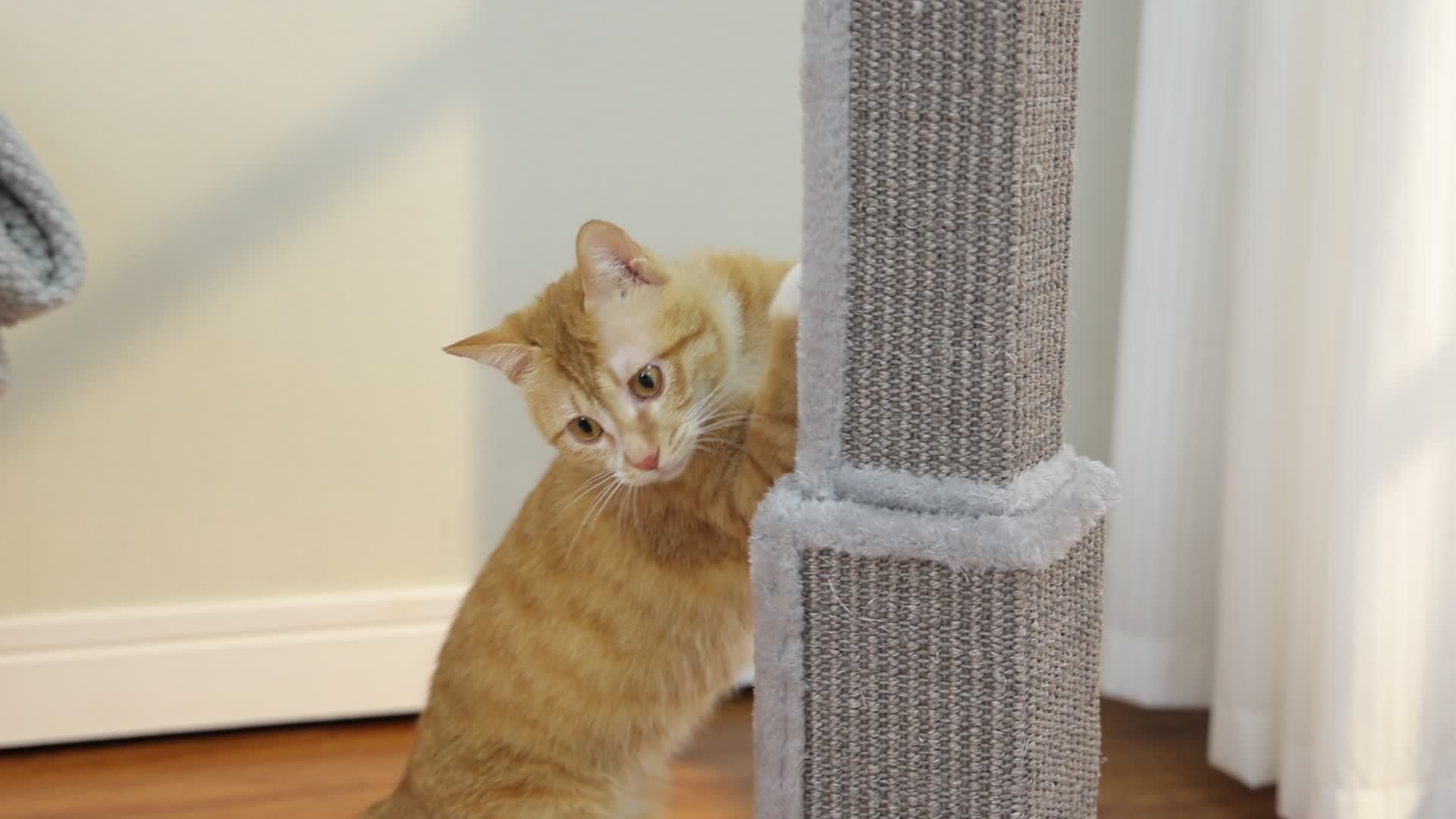 Multi-Tier Cat Tree Tower with Sisal Scratching Post Hanging Toys Sturdy Cat Climbing Activity Center for Indoor Cats Kittens Energetic Breeds Available in Grey Black Beige Brown Green