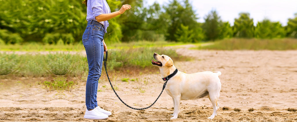 No Pull Dog Harness and Leash Set Adjustable Reflective Oxford Vest 5-Foot Padded Handle Rope Medium Large Dogs Quick-Release Buckles Sizes S M L XL 5 Colors Black Purple Blue Red